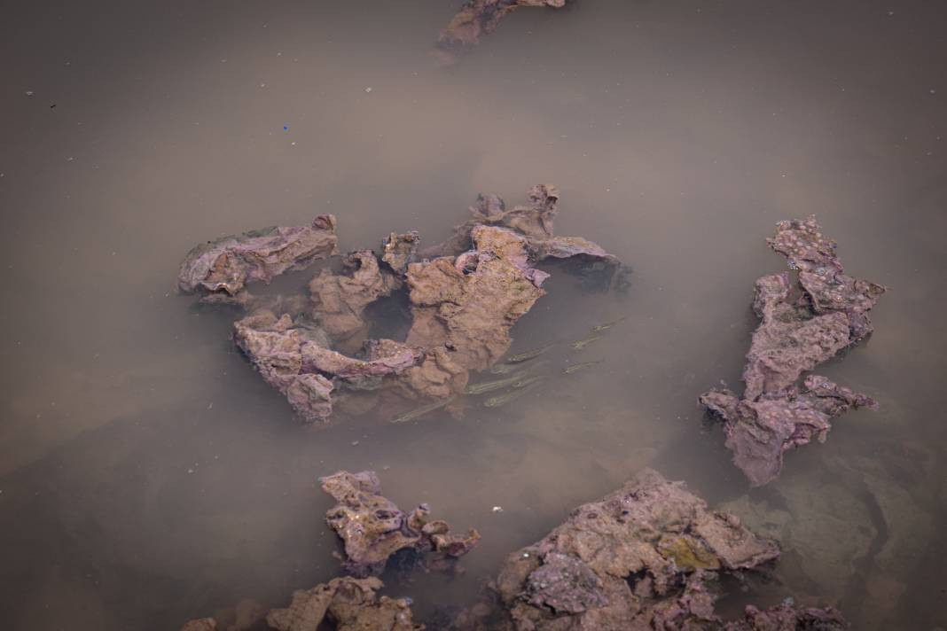 İzmir’de denizin rengi değişti! Görüntü ne ifade ediyor? - Resim: 26